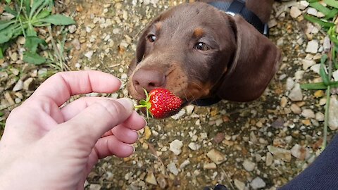 Doggies taste strawberries for the very first day