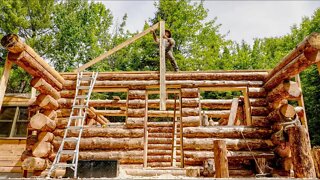 Building an Off Grid Log Cabin Alone in the Wilderness, Ep16 | Completed Walls!, Bears, Moose, Fawn