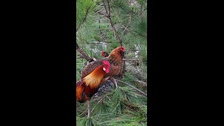 Chickens in the tree