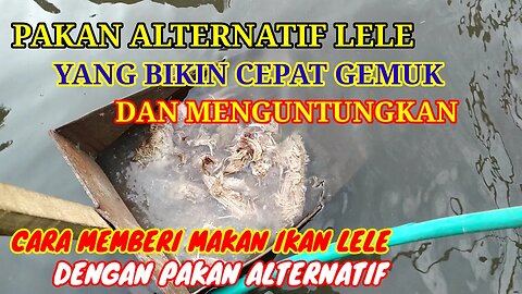 PAKAN ALTERNATIF TELUR DAN AYAM TIREN UNTUK TERNAK LELE SKALA RUMAHAN