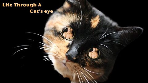 Life Through A Cat's Eye