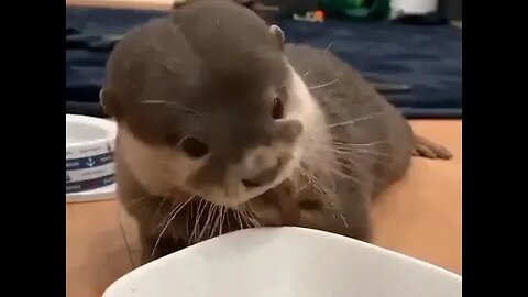 Cute Funny Sea Otter-62