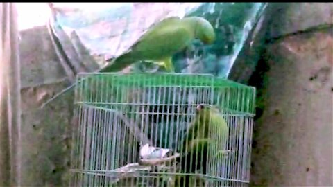 Wild parrot comes every day to visit his pet parrot girlfriend