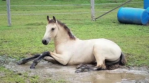 Adorable colt loves splashing in water puddle