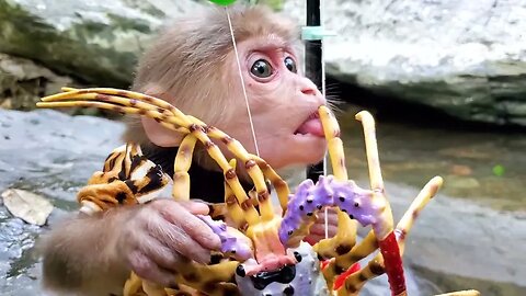 Smart Baby Monkey Goes Fishing Funny Baby Monkey