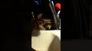 Life of Trigger the Kitty: Silly videos of a crazy alien cat 3