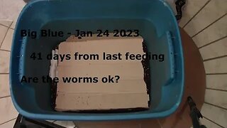 Its been 41 Days! Are the worms ok?