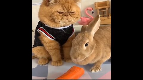 Fluffy Cat Watches Cute Bunny Rabbit Eat A Carrot🥕