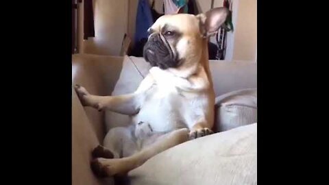 Doggy Yoga | Funny video | Viral video | Funny meme | Whatsapp status | Viral file