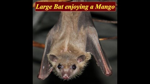 Large Flying Fox Enjoying a Mango