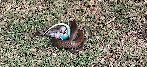 Snake Eating a Chameleon / Lizard in Varadero Cuba (November 2021)