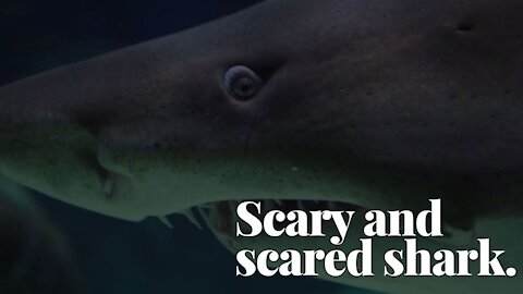 Scary and scared shark.