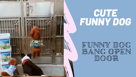 Cute Funny Dog Bang