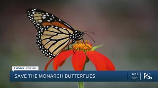Save the monarch butterflies