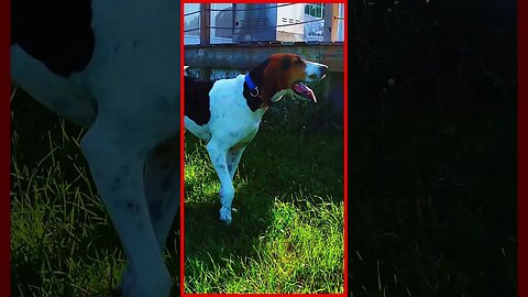 🐶SHOULD YOU LET YOUR DOG CHASE YOUR DRONE?😲 #drones #dogs #walkercoonhound #shorts