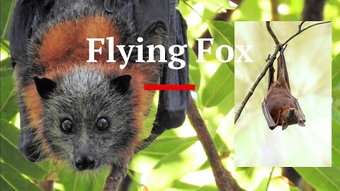 Flying Fox | #australia #wildlife