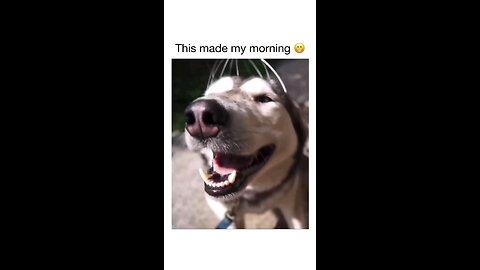 funny animal video