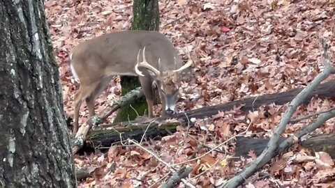 Backyard bucks Roanoke, Virginia November 2022