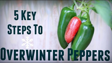 How to Overwinter Pepper Plants - 5 Steps for Prolific & Early Yields - Overwintering Pepper Plants