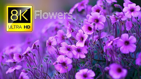 HD Flower Video Amazing Nature Free HD videos No Copyright