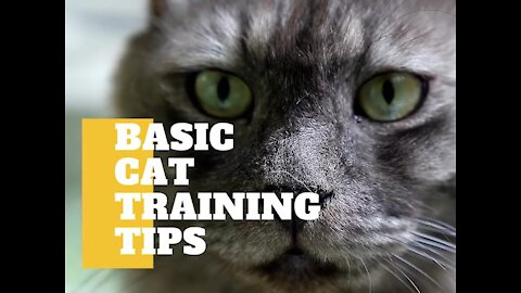 Basic Cat Training Tips | Cat Videos