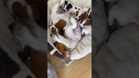 Cute puppy angry with her mom, while her siblings suck milk.