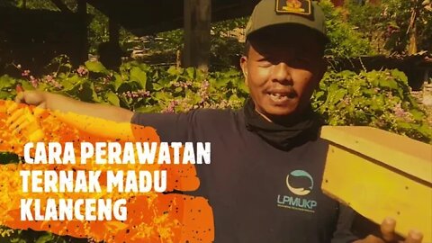 #Tutorial ternak lebah klanceng yang benar/#budidaya lebah