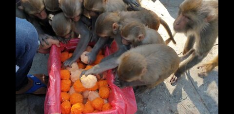 Cooked rice in Orange juice & Mango juice and feeding monkey | Feeding rice ball to the monkey & dog