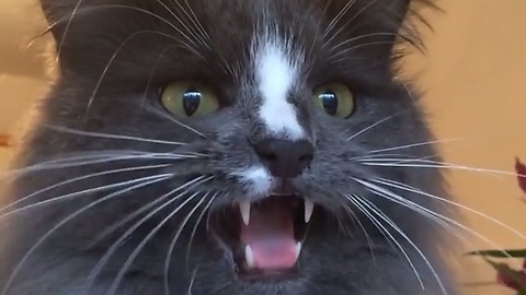 Crazy cat makes hilarious sounds while birdwatching