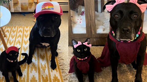 My dog matching outfits with her kitten