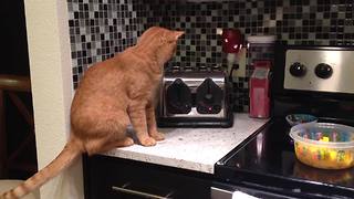 "An Orange Tabby Cat Got Scared by A Toaster"