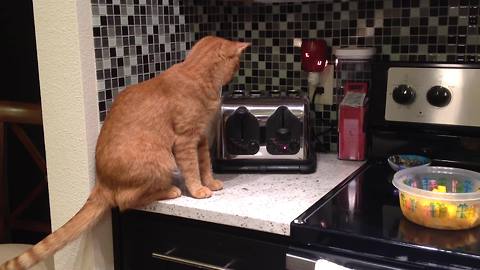 "An Orange Tabby Cat Got Scared by A Toaster"