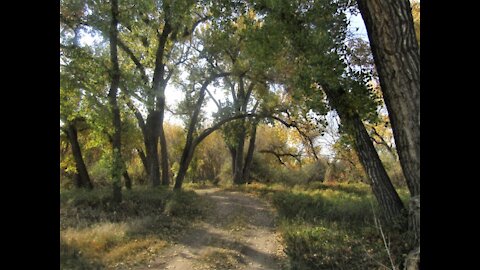 Tree Canopies: Seasonal Variations