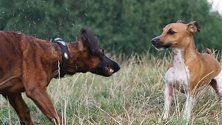 SCENTHOUND & (BULL&)TERRIER CROSSES for specific hunters needs in hunting dogs. Two perspectives