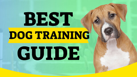 How To Train The First 10 things to any puppy! reality dog training|train your dog