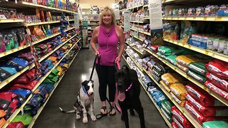 Socializing and Training Great Dane and Puppy at PetSmart Pet Store