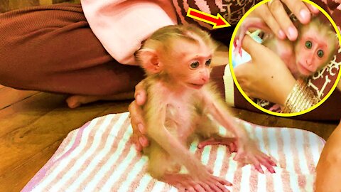 Adorable Newborn Monkey Baby- Monkey Animals 051