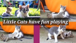 Little Cats have fun playing