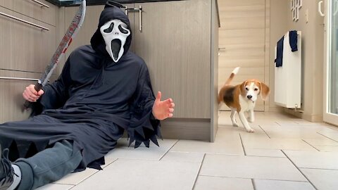 Dogs vs Ghost face Scream PRANK (Funny Beagle Dog Reactions)