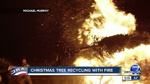 Christmas trees will fuel bonfire at Frisco celebration