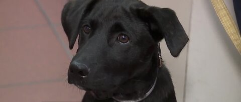 New therapy dog 'Blaze' to help Las Vegas first responders with PTSD