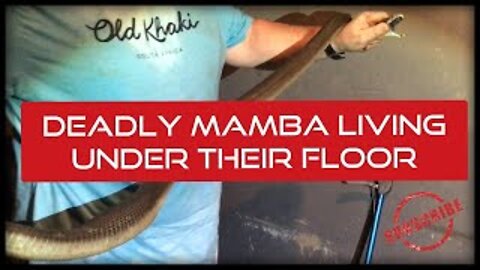 THEY HAD A MAMBA LIVING UNDER THEIR FLOOR