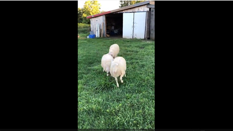 Hilarious sheep show off their playful side