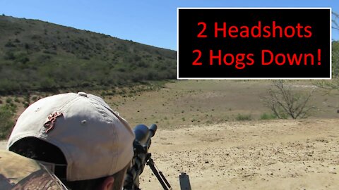 2 Headshots 2 Hogs Down!