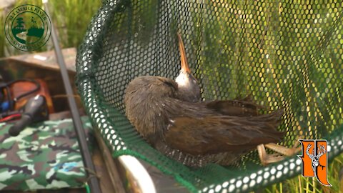 Season 3, Ep. 10: Marsh Hens | Altamaha River Sportsman