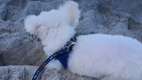 More fun times at the dog beach with Biscuit our Bichon at Boca Grande