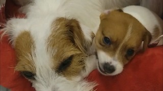 Jack Russell puppies wants to play, mom wants to sleep