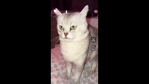 Funny video# cat angry# funny# Netherland cat video