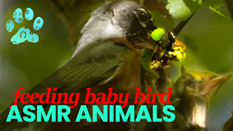 ASMR Feeding Baby Bird - Tiny Chirps & Gentle Winds White-noise
