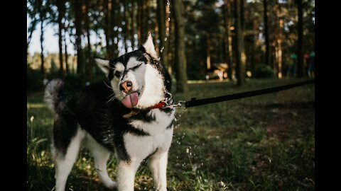 How to train your dog to not pull on their leash + dog training loose lead walking